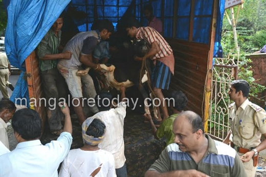 Cattle trafficking  in mangalore 7
